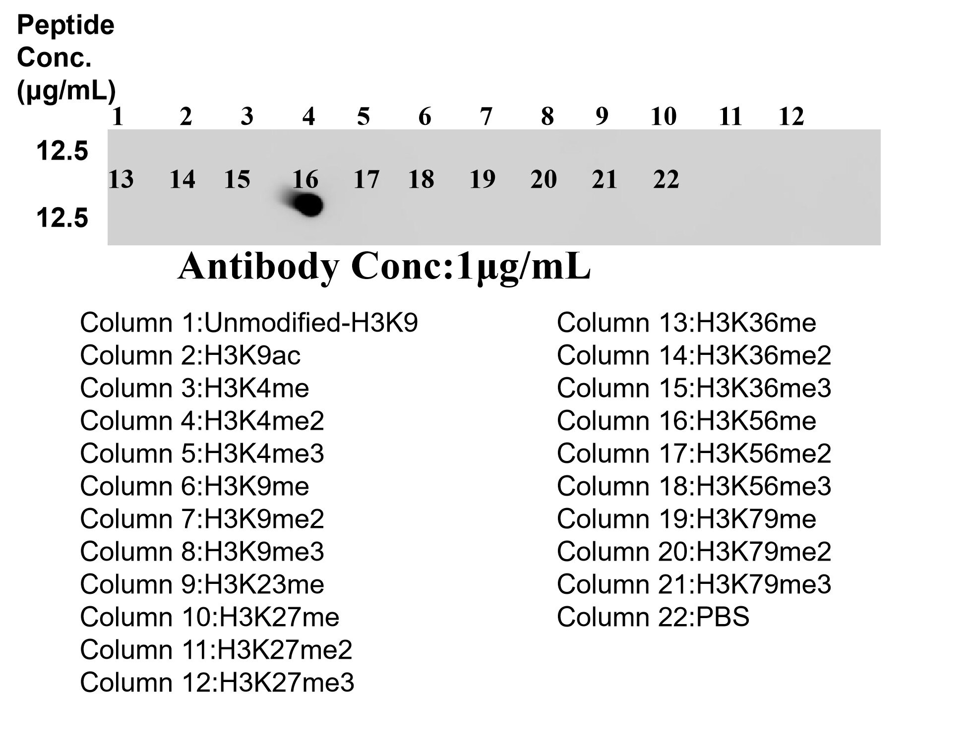 Dot Blot experiment of / using 87727-1-RR Dot Blot experiment of / using Mono-Methyl-Histone H3 (Lys56) Recombinant monoclo (87727-1-RR)